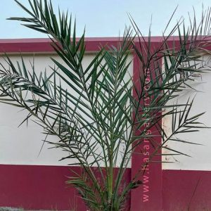 Maryam Date -  মরিয়ম খেজুর গাছ