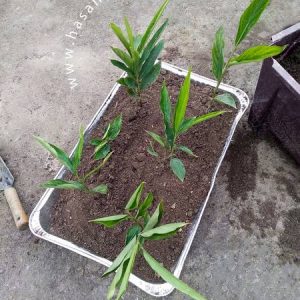 এলাচ গাছ