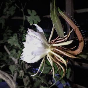 নাইট কুইন গাছ